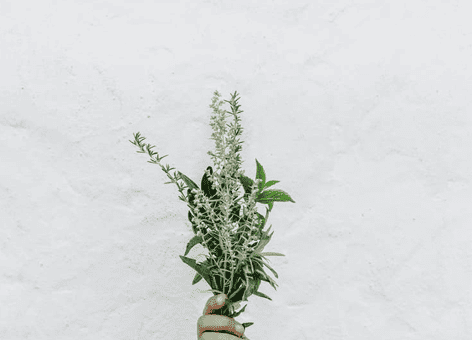 hand-holding-plants